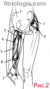 Основні м'язи людини ніг, рук, грудей, преса, спини