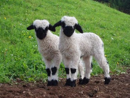 Főbb jellemzők és funkciók érdekel walesi juhokat