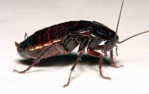 Particularitatea aspectului negru de gândaci, reproducere, nutriție, distrugere
