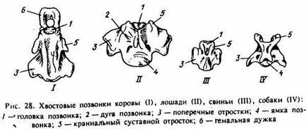 Caracteristicile structurii vertebrelor și toracelui la animalele domestice