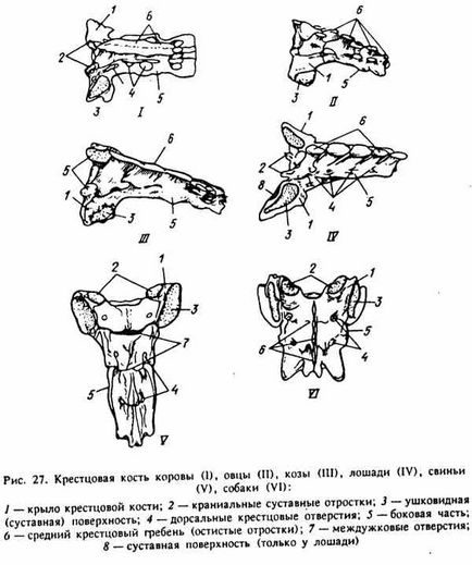 Caracteristicile structurii vertebrelor și toracelui la animalele domestice