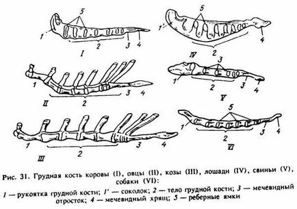 Особливості будови хребців і грудної клітини у домашніх тварин