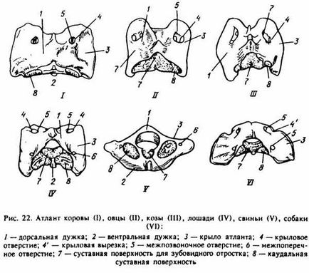 Caracteristicile structurii vertebrelor și toracelui la animalele domestice