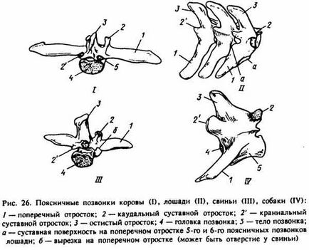 Caracteristicile structurii vertebrelor și toracelui la animalele domestice