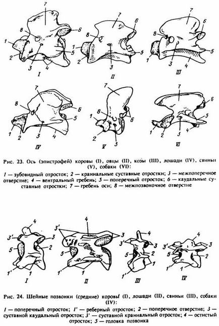 Caracteristicile structurii vertebrelor și toracelui la animalele domestice