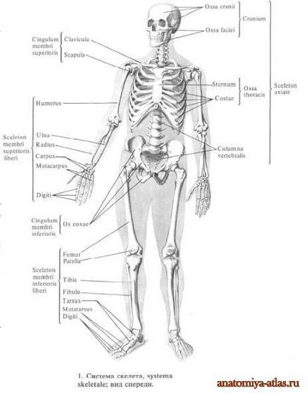 Osteologia - doctrina oaselor - este