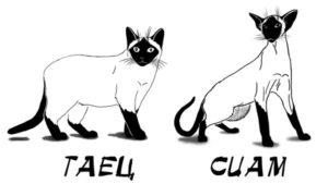 Відмінності сіамської кішки від тайської