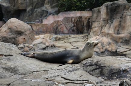 Оушен парк (ocean park), Гонконг (сянган), портал про китаї