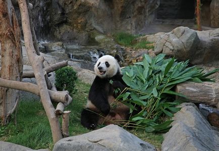 Ocean Park, Hong Kong (Hong Kong), un portal despre China