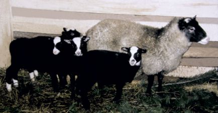 Вівчарство в білорусі
