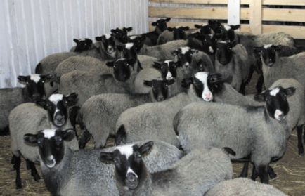 Exploatarea ovinelor în Belarus