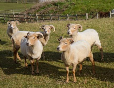 Ovine Dorset