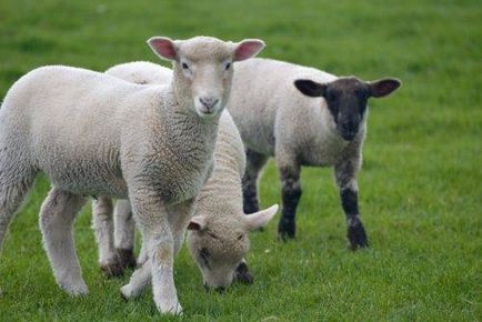 Ovine Dorset