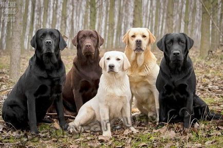 Câini de vânătoare dintr-un grup de roci, specii, fotografii