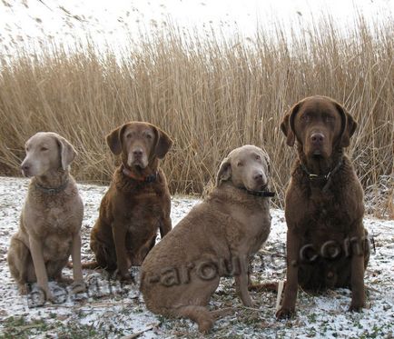 Câini de vânătoare dintr-un grup de roci, specii, fotografii