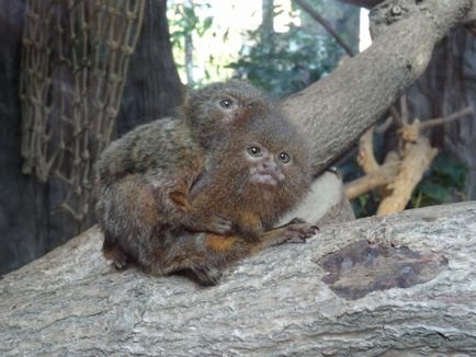 Парк розваг Оушен парк (ocean park) в Гонконгу