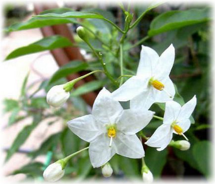 Nightshade negru bun și rău, fotografie, plantare și îngrijire, rețete medicale