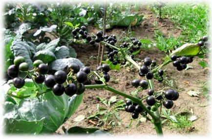 Nightshade negru bun și rău, fotografie, plantare și îngrijire, rețete medicale