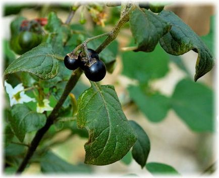 Паслін чорний користь і шкода, фото, посадка і догляд, лікувальні рецепти