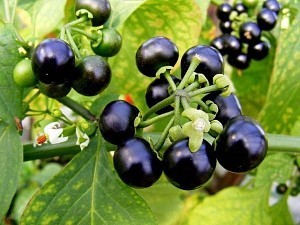 Nightshade specii de plante negre comestibile