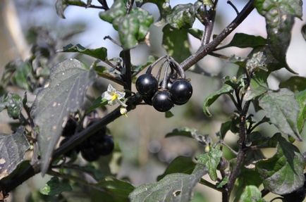 Паслін чорний їстівний вид рослини