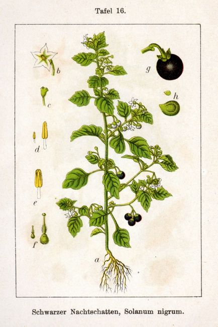 Nightshade specii de plante negre comestibile