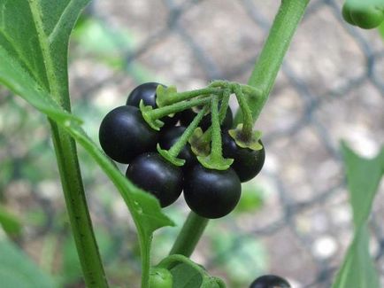 Nightshade specii de plante negre comestibile