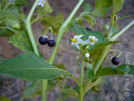 Nightshade specii de plante negre comestibile