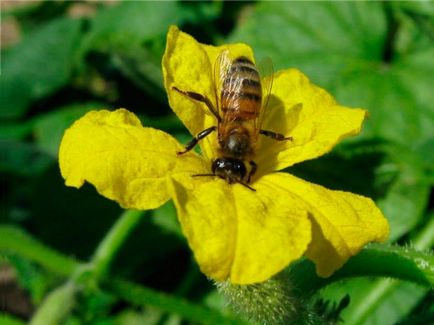 Castraveți poluați de albine în seră