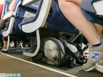 Zbor cu câine de către Ural Airlines