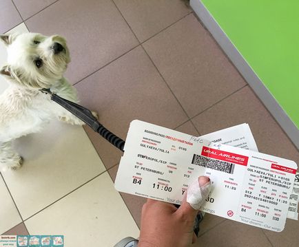 Zbor cu un câine de către Ural Airlines