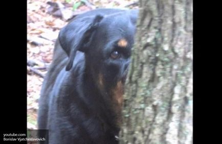 Break a Rottweiler egyre négykézláb, hogy a tulajdonos, akkor megy, hogy aludni