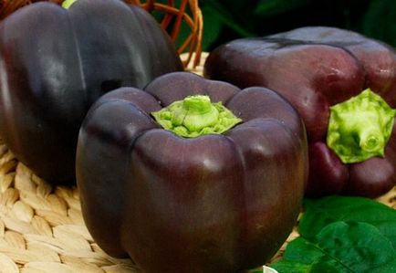 Pepper Semințe bulgărești sunt cele mai bune note pentru sol, video și fotografii