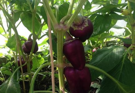 Paprika magokat a legjobb fajták a talajban, videók és képek (föld) Paprika magokat a legjobb fajták a talajban, videók és fotók