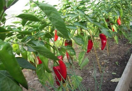 Paprika magokat a legjobb fajták a talajban, videók és képek (mag) Paprika magokat a legjobb fajták a talajban, videók és fotók