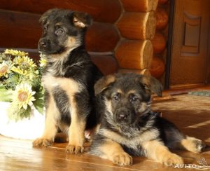 Перша линька у цуценят, мій щеня