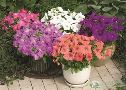 Petunia - cultivarea unei flori de lux din semințe