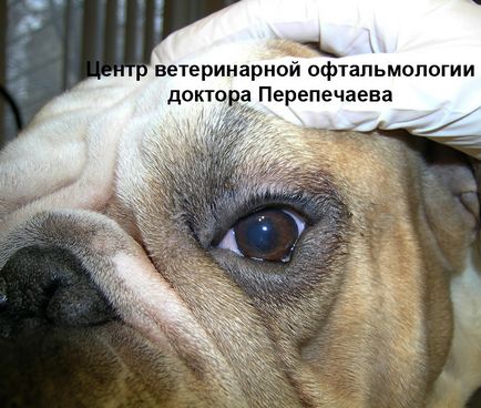 Chirurgie plastica pleoapelor la caini si pisici, centrul veterinar international de reproducere si artificiale