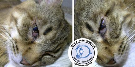 Szemhéj műtét kutyák és a macskák, az International Centre for Veterinary reprodukció és a mesterséges (állatorvosi szolgáltatás) Szemhéj műtét kutyák és a macskák, a Nemzetközi Állategészségügyi Központ és mesterséges szaporítása