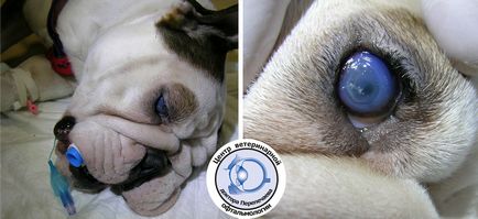 Chirurgie plastica pleoapelor la caini si pisici, centrul veterinar international de reproducere si artificiale