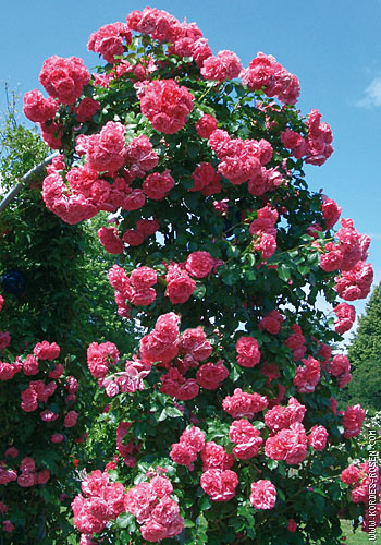Плетиста троянда посадка, вирощування, розмноження і догляд