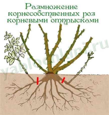 Плетиста троянда посадка, вирощування, розмноження і догляд