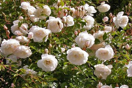 В'юнкі троянди фото і назви сортів безперервного цвітіння каталог зимостійких сортів троянд квітучих