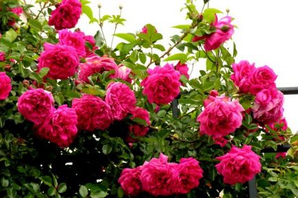 Hegymászás rózsa fotók és fajtamegnevezésre folyamatos virágzás katalógus virágzás szívós fajta rózsa