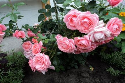 Hegymászás rózsa fotók és fajtamegnevezésre folyamatos virágzás katalógus virágzás szívós fajta rózsa
