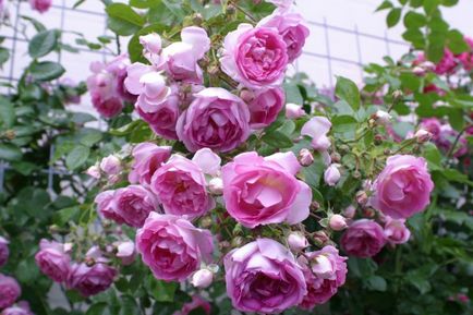 Climbing trandafiri fotografii și numele de soiuri de catalog de înflorire continuă de soiuri de iarnă rezistente de trandafiri înflorire