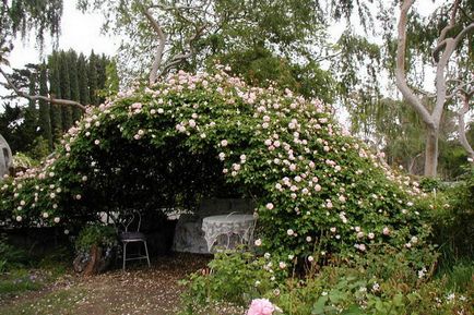 Climbing trandafiri de îngrijire, în creștere în aer liber, adăpost pentru iarna și plante de tăiere