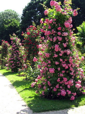 Climbing trandafiri de îngrijire, în creștere în aer liber, adăpost pentru iarnă și plante de tăiere