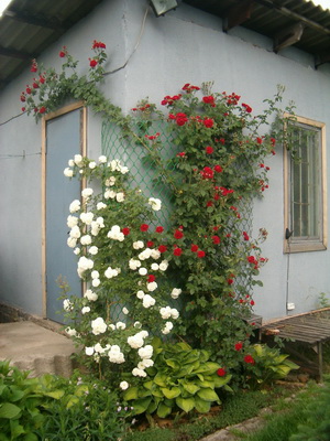 Climbing trandafiri de îngrijire, în creștere în aer liber, adăpost pentru iarna și plante de tăiere