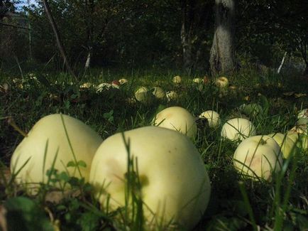 Чому падають з дерева, не стиглі яблука